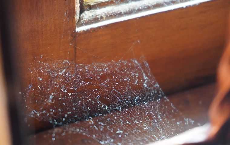 spider web on a windowsill