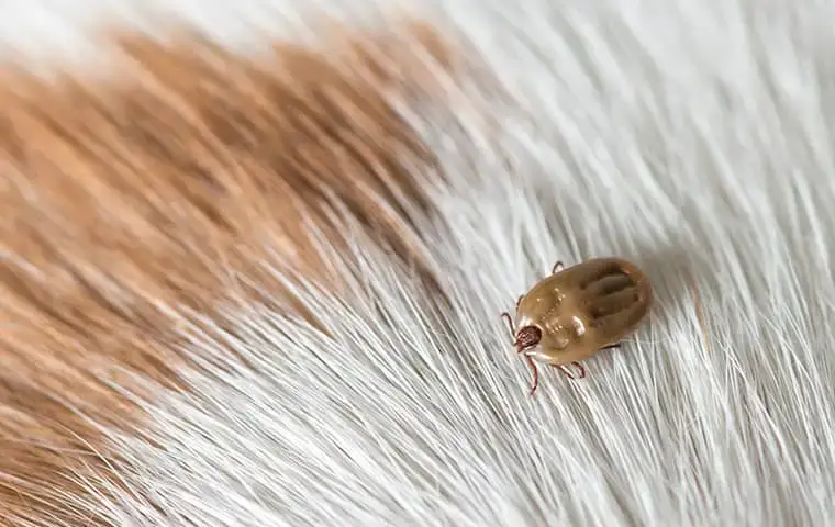 a tick crawling on pet hair