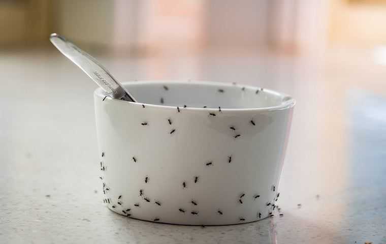 ants crawling on bowl